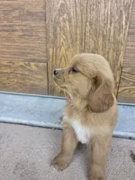 Opal, a female Goldendoodle and Golden Retriever for sale in Sidney, OH – 3 of 4
