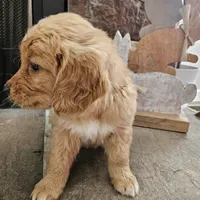 Poppy, a female Goldendoodle for sale in Sidney, OH – Photo 4 of 4