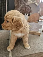 Poppy, a female Goldendoodle for sale in Sidney, OH – Photo 4 of 4