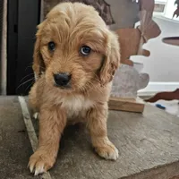 Poppy, a female Goldendoodle for sale in Sidney, OH – Photo 3 of 4