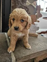 Poppy, a female Goldendoodle for sale in Sidney, OH – Photo 3 of 4