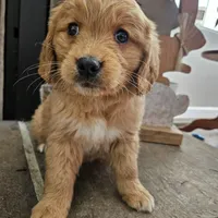 Poppy, a female Goldendoodle for sale in Sidney, OH – Photo 1 of 4