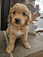 Poppy, a female Goldendoodle for sale in Sidney, OH – Photo 1 of 4