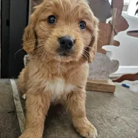 Poppy, a female Goldendoodle for sale in Sidney, OH – Photo 2 of 4