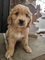 Poppy, a female Goldendoodle for sale in Sidney, OH – Photo 2 of 4