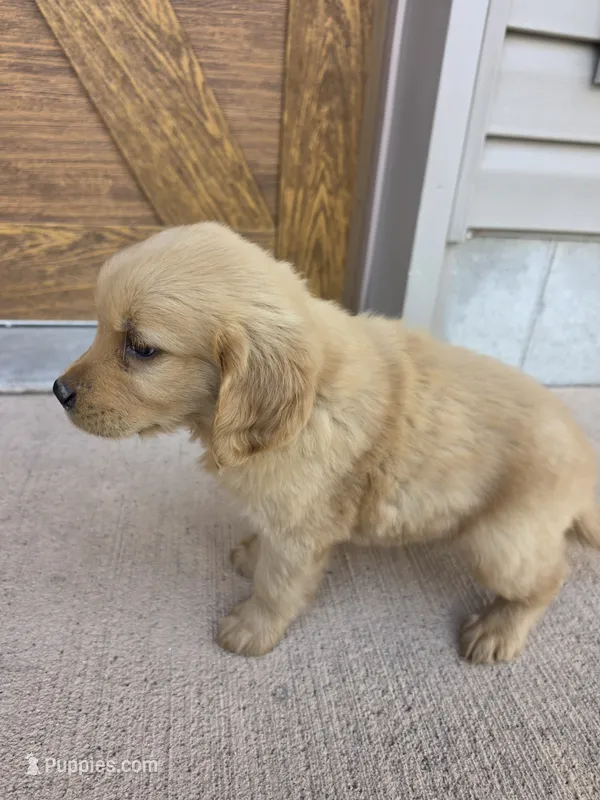 Otis – Goldendoodle, Golden Retriever puppy for sale in Sidney, OH