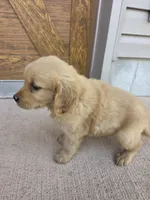 Otis, a male Goldendoodle and Golden Retriever for sale in Sidney, OH – 1 of 4