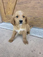 Jolene, a female Goldendoodle and Golden Retriever for sale in Sidney, OH – 6 of 6