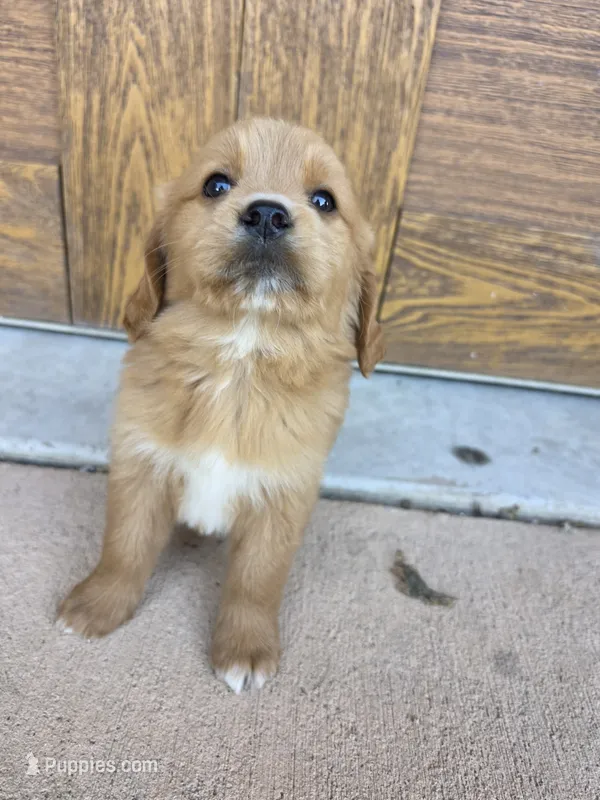 Opal – Goldendoodle, Golden Retriever puppy for sale in Sidney, OH