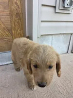 Teddy, a male Goldendoodle and Golden Retriever for sale in Sidney, OH – 4 of 5