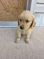 Otis, a male Goldendoodle and Golden Retriever for sale in Sidney, OH – 4 of 4