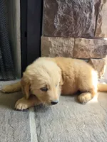 Tripp, a male Golden Retriever for sale in Sidney, OH – 3 of 5