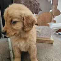 Honey, a female Goldendoodle for sale in Sidney, OH – Photo 3 of 4