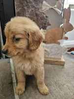 Honey, a female Goldendoodle for sale in Sidney, OH – Photo 3 of 4