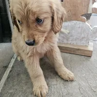 Honey, a female Goldendoodle for sale in Sidney, OH – Photo 2 of 4
