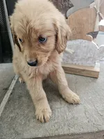 Honey, a female Goldendoodle for sale in Sidney, OH – Photo 2 of 4
