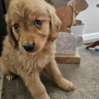 Honey, a female Goldendoodle for sale in Sidney, OH – Photo 1 of 4
