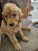 Honey, a female Goldendoodle for sale in Sidney, OH – Photo 1 of 4