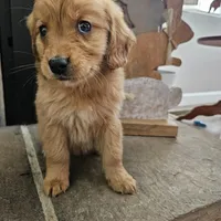 Honey, a female Goldendoodle for sale in Sidney, OH – Photo 4 of 4
