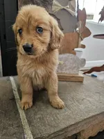 Honey, a female Goldendoodle for sale in Sidney, OH – Photo 4 of 4
