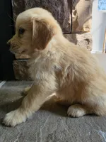 Dolly, a female Golden Retriever for sale in Sidney, OH – 5 of 5