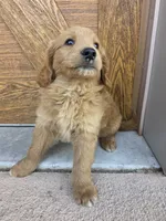 Teddy, a male Goldendoodle and Golden Retriever for sale in Sidney, OH – 2 of 5