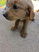 Jolene, a female Goldendoodle and Golden Retriever for sale in Sidney, OH – 5 of 6