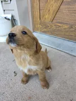 Jolene, a female Goldendoodle and Golden Retriever for sale in Sidney, OH – 2 of 6