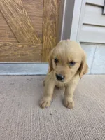Otis, a male Goldendoodle and Golden Retriever for sale in Sidney, OH – 2 of 4