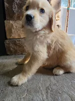 Dolly, a female Golden Retriever for sale in Sidney, OH – 2 of 5
