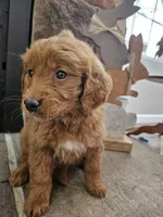 Lacy, a female Goldendoodle for sale in Sidney, OH – Photo 1 of 5