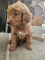 Lacy, a female Goldendoodle for sale in Sidney, OH – Photo 5 of 5