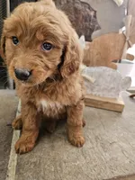 Lacy, a female Goldendoodle for sale in Sidney, OH – Photo 4 of 5