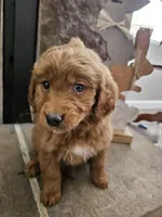 Lacy, a female Goldendoodle for sale in Sidney, OH – Photo 3 of 5