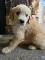 Dolly, a female Golden Retriever for sale in Sidney, OH – 3 of 5