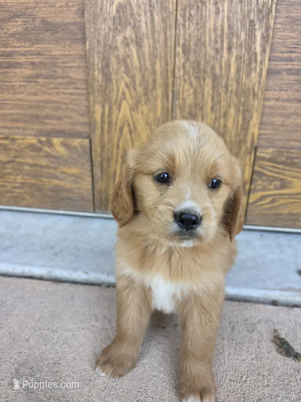 Jolene – Goldendoodle, Golden Retriever puppy for sale in Sidney, OH