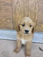 Jolene, a female Goldendoodle and Golden Retriever for sale in Sidney, OH – 1 of 6