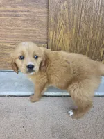 Opal, a female Goldendoodle and Golden Retriever for sale in Sidney, OH – 4 of 4
