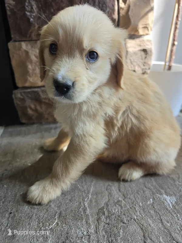 Dolly – Golden Retriever puppy for sale in Sidney, OH