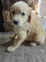 Dolly, a female Golden Retriever for sale in Sidney, OH – 1 of 5