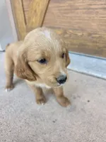 Jolene, a female Goldendoodle and Golden Retriever for sale in Sidney, OH – 3 of 6