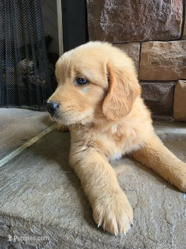 Tripp – Golden Retriever puppy for sale in Sidney, OH