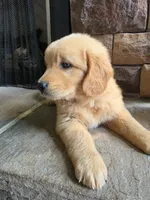 Tripp, a male Golden Retriever for sale in Sidney, OH – 1 of 5