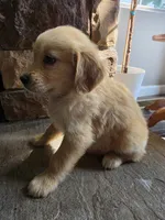 Dolly, a female Golden Retriever for sale in Sidney, OH – 4 of 5