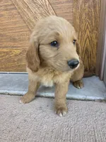 Teddy, a male Goldendoodle and Golden Retriever for sale in Sidney, OH – 5 of 5