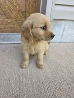 Otis, a male Goldendoodle and Golden Retriever for sale in Sidney, OH – 3 of 4