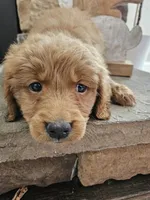 Winnie, a female Goldendoodle for sale in Sidney, OH – Photo 4 of 5