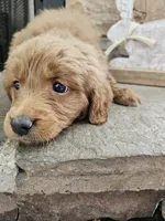 Winnie, a female Goldendoodle for sale in Sidney, OH – Photo 1 of 5