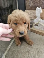 Winnie, a female Goldendoodle for sale in Sidney, OH – Photo 5 of 5