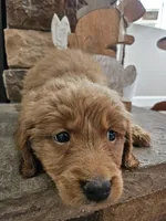 Winnie, a female Goldendoodle for sale in Sidney, OH – Photo 3 of 5